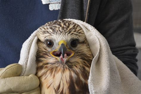 Birds of Prey: Predators in Peril - Alberta Institute For Wildlife ...