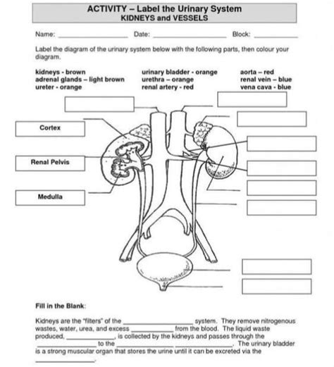 Worksheet Excretory System - Printable Word Searches