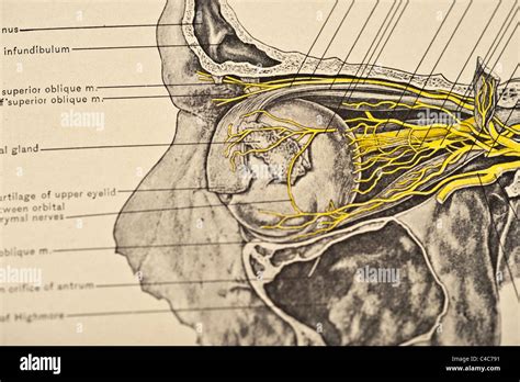 Eye Socket Anatomy - Anatomical Charts & Posters