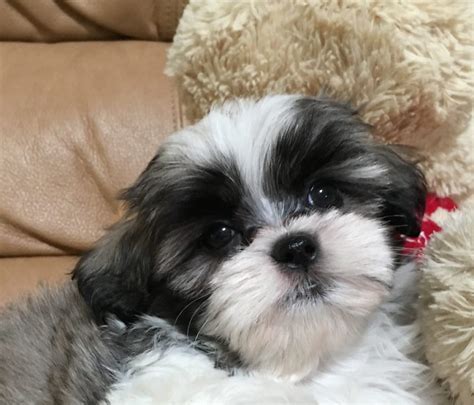 Malshi or Maltese Shih Tzu female for sale in Florida - "Angel ...