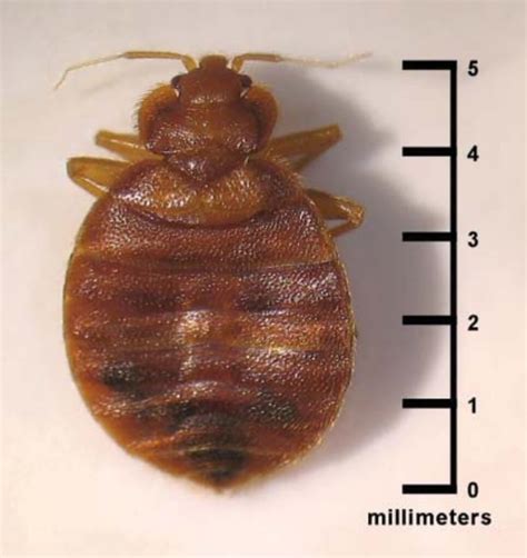 What Do Dead Bed Bugs Look Like? | ESS Universal