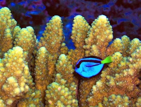 File:Paracanthurus hepatus a coral reef fish.jpg