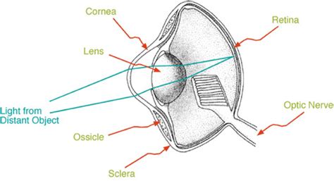 Owl Eyes Anatomy - Anatomy Book