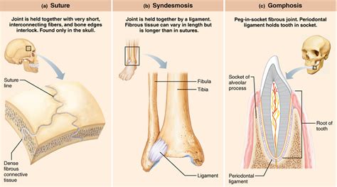 Fibrous Synovial Cartilaginous Joints