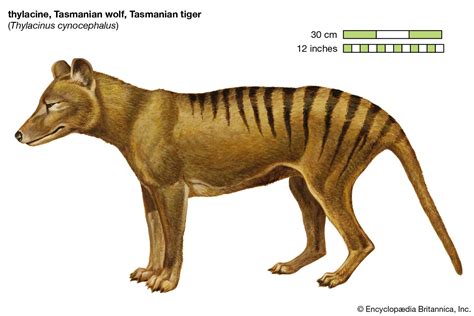 Thylacine | Size, Photo, Sightings, & Cloning | Britannica