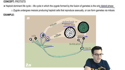 Haploid and Diploid Dominant Life Cycles | Pearson+ Channels