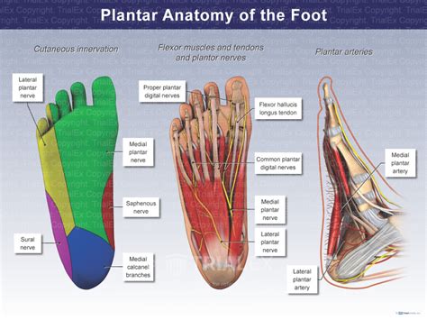 Plantar Muscles Foot Anatomy Mri | Hot Sex Picture