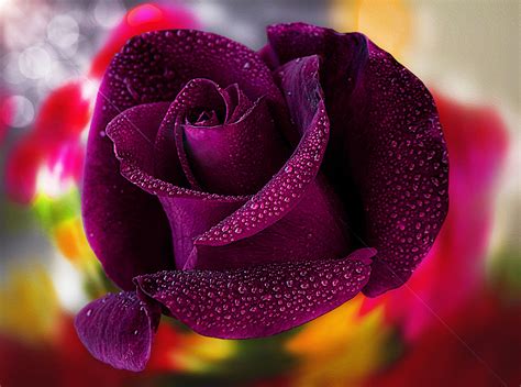 Purple Rose HD Wallpapers - Wallpaper Cave