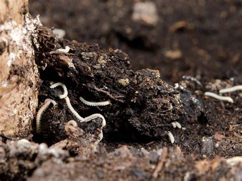 What Are Tiny White Worms In Soil and How To Remove Them?