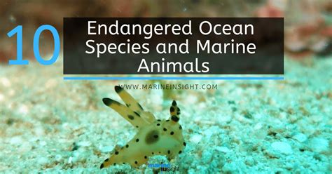 10 Endangered Ocean Species and Marine Animals