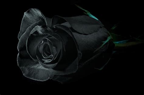 Symbolism and Meaning of Black Roses - Send Fresh Flowers & Gifts ...