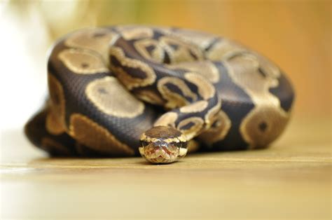 Ball Python: Characteristics, Behavior And Habitat - Wowtovisit