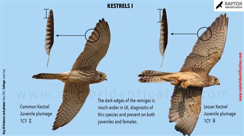 Lesser Kestrel vs Common Kestrel (I) – Raptor Identification – The ...