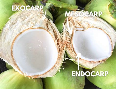 Is coconut a nut? | The Honest Spoonful