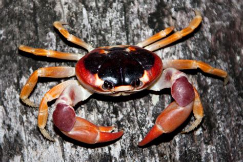 Crab Climbing Free Stock Photo - Public Domain Pictures