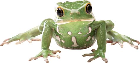 Free Frog, Download Free Frog png images, Free ClipArts on Clipart Library