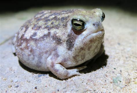 Merp, it’s the common rain frog! The African native lives in burrows ...