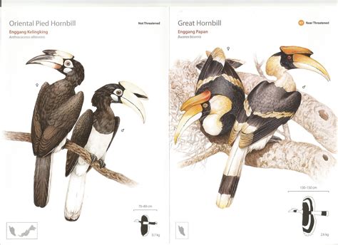 Hornbill Guide – Shop Malaysian Nature Society