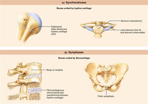 Cartilaginous Joints | Anatomy and physiology, Hyaline cartilage ...