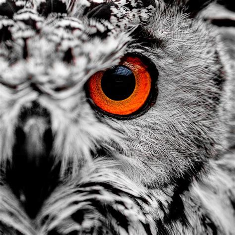 Owl Eyes wallpapers, Music, HQ Owl Eyes pictures | 4K Wallpapers 2019