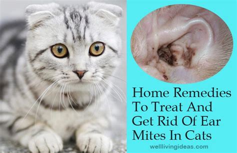 How To Treat Ear Mites In Cats At Home