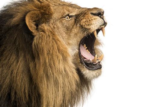 A lion's roar can be heard up to 30 miles away! EYDKAA 8/7c | Nat Geo ...