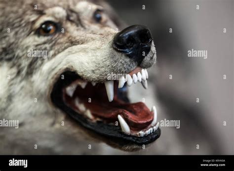 Wild dangerous gray wolf animal showing open mouth teeth Stock Photo ...