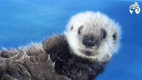 Cutest Sea Otter Pup | Meet Hardy | Vancouver Aquarium | Doovi