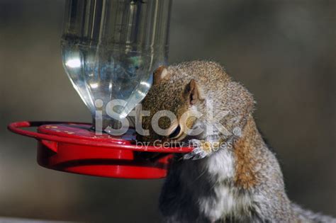 Squirrel Feeding Stock Photo | Royalty-Free | FreeImages