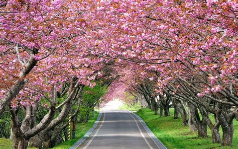 Cherry Blossom Tree Wallpapers - Top Free Cherry Blossom Tree ...