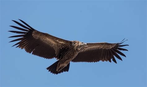 Premium Photo | Himalayan griffon vulture gyps himalayensis flying in sky