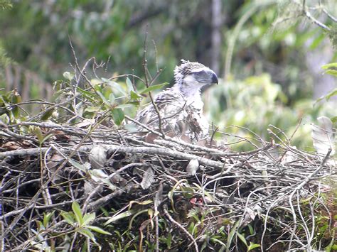 File:Philippine Eagle with nest.jpg - Wikipedia, the free encyclopedia