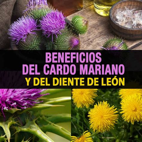 Cardo mariano infusión ¡Beneficios y Propiedades! 【2019】