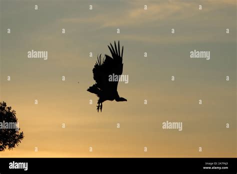 Silhouette of flying vulture Stock Photo - Alamy