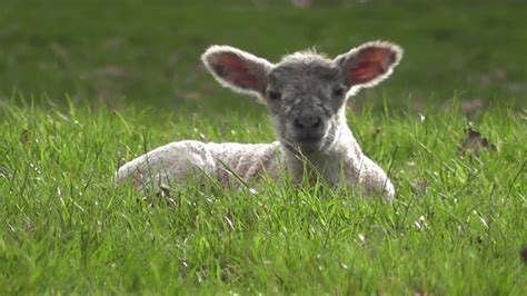 Lamb Cute Baby - Free video on Pixabay