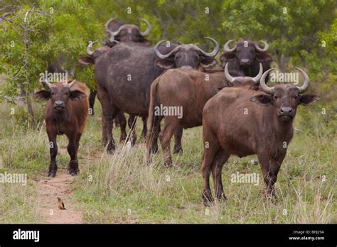 Herd of Water Buffalo in African plains Stock Photo - Alamy