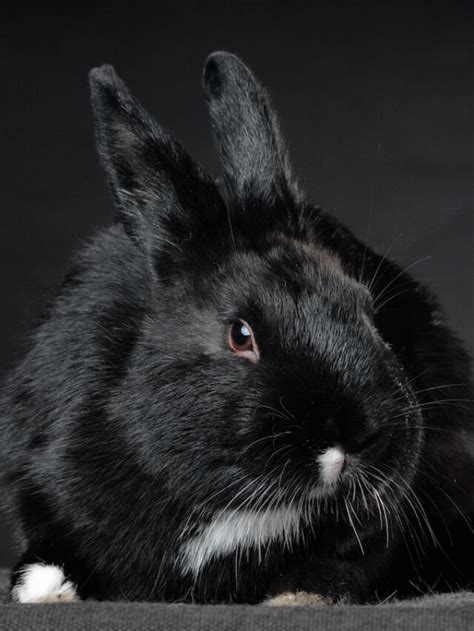 Complete List of Black Rabbit Breeds - Farmhouse Guide