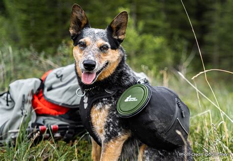 Dog Hiking Gear: A Guide for the Trails