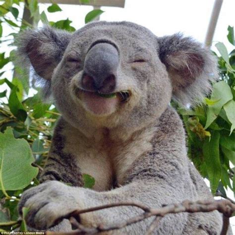 Koala fingerprints are nearly identical to human fingerprints : r ...