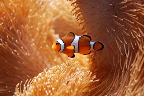 Clownfish (Nemo) Care Guide & Species Profile | Fishkeeping World