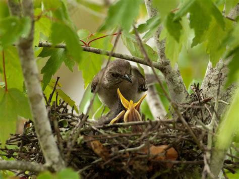 Northern Mockingbird Nesting (Behavior, Eggs, Location) | Birdfact