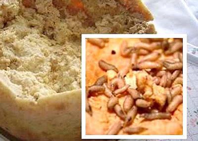 CASU MARZU: THE MAGGOT CHEESE OF THE MEDITERRANEAN - Stunning ...