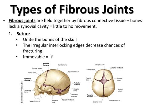 Types Of Fibrous Joints