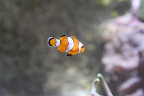 Baby clownfish 2 by CitronVertStock on DeviantArt