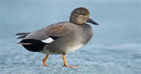 Gadwall Overview, All About Birds, Cornell Lab of Ornithology