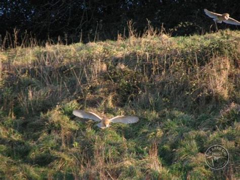 Good Barn Owl habitat - The Barn Owl Trust