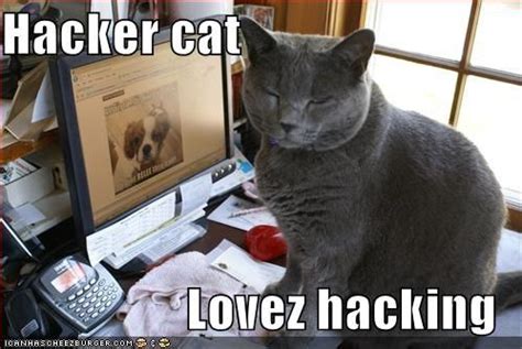 Hacker cat lovez hacking #misbehavior #lolcat Images Google, Animal ...