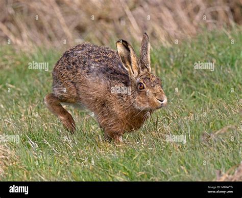 European brown hare running Stock Photo - Alamy