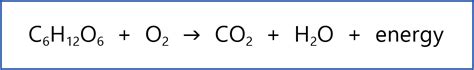 Balanced Equation For Anaerobic Respiration In Yeast - Tessshebaylo