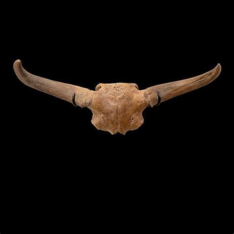 Bonhams : Large Ice Age Bison Skull Cap with Horns